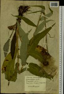 Cirsium heterophyllum (L.) Hill, Siberia, Central Siberia (S3) (Russia)