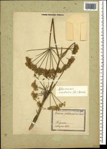 Astrodaucus orientalis (L.) Drude, Caucasus, Georgia (K4) (Georgia)