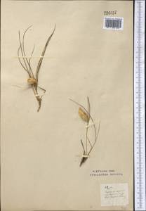 Agropyron fragile (Roth) P.Candargy, Middle Asia, Northern & Central Kazakhstan (M10) (Kazakhstan)