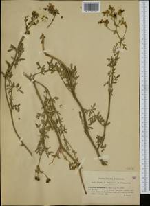 Ruta chalepensis L., Western Europe (EUR) (Italy)