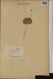 Ranunculus thora L., Western Europe (EUR) (France)