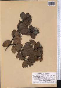 Metrosideros polymorpha Gaud., America (AMER) (United States)