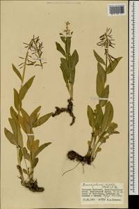 Macropodium nivale (Pall.) W.T. Aiton, Mongolia (MONG) (Mongolia)