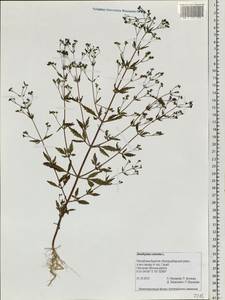 Amethystea caerulea L., Siberia, Baikal & Transbaikal region (S4) (Russia)