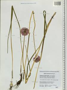 Allium maximowiczii Regel, Siberia, Baikal & Transbaikal region (S4) (Russia)
