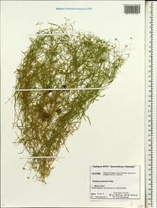 Stellaria palustris (Murray ex Ehrh.) Hoffm., Siberia, Central Siberia (S3) (Russia)