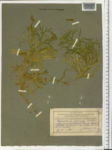 Diphasiastrum complanatum (L.) Holub, Siberia, Altai & Sayany Mountains (S2) (Russia)