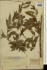 Salix excelsa J.F.Gmel., Caucasus, Azerbaijan (K6) (Azerbaijan)