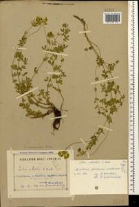 Lotus corniculatus subsp. corniculatus, Caucasus, Armenia (K5) (Armenia)