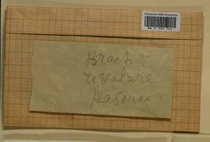 Brachythecium rivulare Schimp., Bryophytes, Bryophytes - Moscow City & Moscow Oblast (B6a) (Russia)