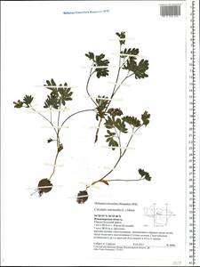 Corydalis intermedia (L.) Mérat, Eastern Europe, Central region (E4) (Russia)