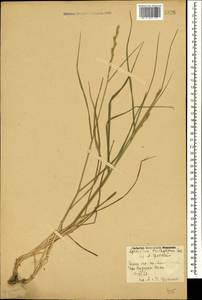 Thinopyrum intermedium subsp. intermedium, Caucasus, Georgia (K4) (Georgia)