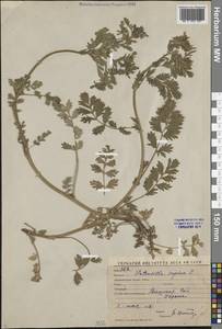 Potentilla supina L., Middle Asia, Syr-Darian deserts & Kyzylkum (M7) (Uzbekistan)