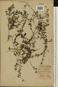 Vaccinium oxycoccos L., Eastern Europe, Belarus (E3a) (Belarus)