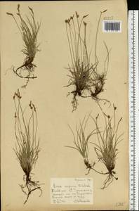 Carex supina Willd. ex Wahlenb., Eastern Europe, Central forest-and-steppe region (E6) (Russia)