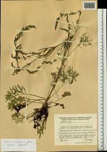 Artemisia desertorum Spreng., Siberia, Russian Far East (S6) (Russia)