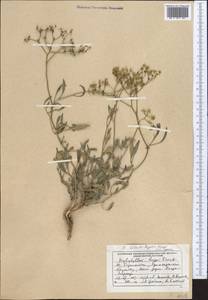Haplophyllum alberti-regelii Korovin, Middle Asia, Pamir & Pamiro-Alai (M2) (Tajikistan)