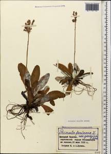 Primula algida Adams, Caucasus, Azerbaijan (K6) (Azerbaijan)