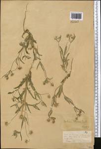 Lomelosia olivieri (Coult.) Greuter & Burdet, Middle Asia, Dzungarian Alatau & Tarbagatai (M5) (Kazakhstan)