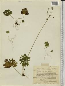 Primula matthioli subsp. sibirica (Andrz. ex Besser) Kovt., Siberia, Central Siberia (S3) (Russia)