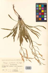 Parrya nudicaulis (L.) Regel, Siberia, Chukotka & Kamchatka (S7) (Russia)