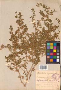 Potentilla supina L., Eastern Europe, Middle Volga region (E8) (Russia)