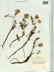 Hedysarum turczaninovii Peschkova, Siberia, Altai & Sayany Mountains (S2) (Russia)