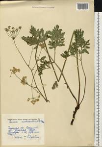 Physospermum cornubiense (L.) DC., Eastern Europe, South Ukrainian region (E12) (Ukraine)