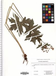 Geranium sanguineum L., Eastern Europe, Middle Volga region (E8) (Russia)