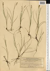 Carex echinata Murray, Eastern Europe, Central region (E4) (Russia)