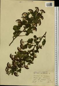 Spiraea trilobata L., Siberia, Altai & Sayany Mountains (S2) (Russia)