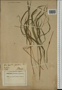 Brachypodium sylvaticum (Huds.) P.Beauv., Western Europe (EUR) (Germany)