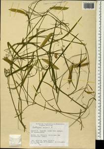 Lathyrus annuus L., South Asia, South Asia (Asia outside ex-Soviet states and Mongolia) (ASIA) (Turkey)
