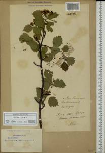 Crataegus sanguinea Pall., Eastern Europe, Eastern region (E10) (Russia)