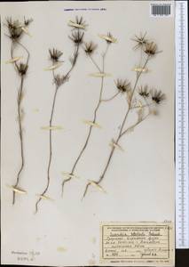 Scandix stellata Banks & Sol., Middle Asia, Western Tian Shan & Karatau (M3) (Kazakhstan)