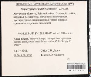 Isopterygiella pulchella (Hedw.) Ignatov & Ignatova, Bryophytes, Bryophytes - Russian Far East (excl. Chukotka & Kamchatka) (B20) (Russia)