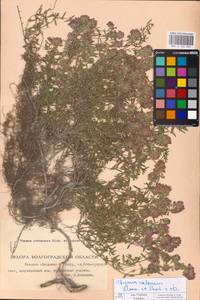 MHA 0 156 905, Thymus calcareus Klokov & Des.-Shost., Eastern Europe, Lower Volga region (E9) (Russia)
