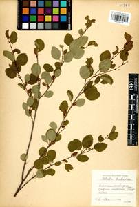 Betula fruticosa Pall., Siberia, Baikal & Transbaikal region (S4) (Russia)
