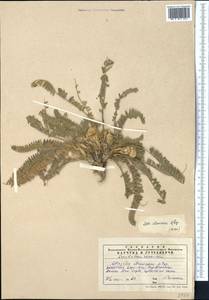 Astragalus atrovinosus Popov ex Baranov, Middle Asia, Western Tian Shan & Karatau (M3) (Kazakhstan)