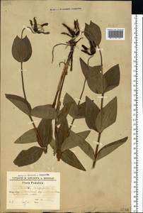 Clematis integrifolia L., Eastern Europe, South Ukrainian region (E12) (Ukraine)