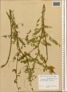 Astragalus falcatus Lam., Caucasus, Dagestan (K2) (Russia)