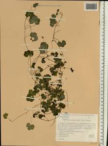 Cymbalaria muralis P. Gaertn., B. Mey. & Scherb., Eastern Europe, Belarus (E3a) (Belarus)