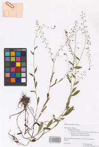 MHA 0 153 261, Myosotis nemorosa Besser, Eastern Europe, North-Western region (E2) (Russia)