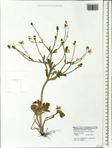 Ranunculus oxyspermus Willd., Caucasus, Stavropol Krai, Karachay-Cherkessia & Kabardino-Balkaria (K1b) (Russia)