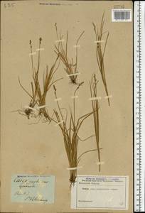 Carex canescens subsp. canescens, Eastern Europe, North-Western region (E2) (Russia)