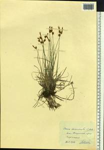 Carex duriuscula C.A.Mey., Siberia, Altai & Sayany Mountains (S2) (Russia)