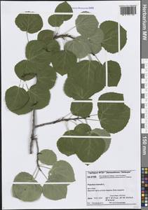 Populus tremula L., Siberia, Central Siberia (S3) (Russia)