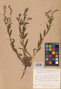 MHA 0 152 648, Lycopsis arvensis subsp. orientalis (L.) Kuzn., Eastern Europe, South Ukrainian region (E12) (Ukraine)