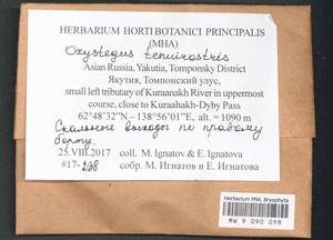 Chionoloma tenuirostre (Hook. & Taylor) M. Alonso, M.J. Cano & J.A. Jiménez, Bryophytes, Bryophytes - Yakutia (B19) (Russia)