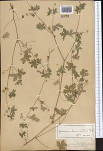 Geranium divaricatum Ehrh., Middle Asia, Northern & Central Tian Shan (M4) (Kazakhstan)
